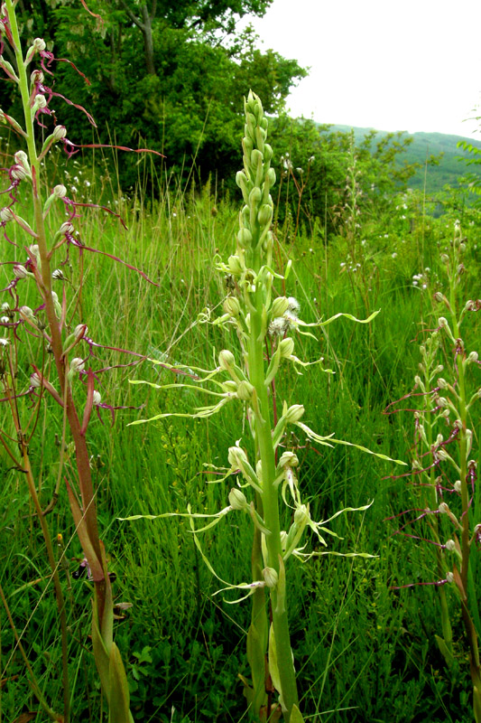 Himantoglossum adriaticum albino